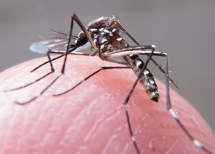 Mosquitos Aedes Aegypti, transmissor da dengue e de outras doenças (Rafael Neddermeyer/Fotos Públicas)